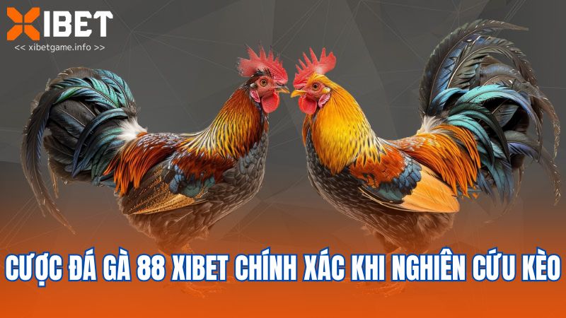 Cược đá gà 88 XIBET chính xác khi nghiên cứu kèo